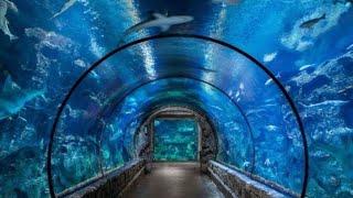 LAS VEGAS Shark Reef Aquarium Mandalay Bay MGM Resorts Cinematic Walk Through Fish Baby Sting Rays [upl. by Joseito]