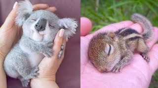 15 Cutest Baby Animals You Need To Pet [upl. by Lilllie]