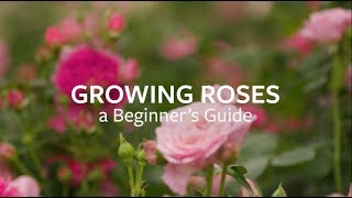 How to grow Roses  Grow at Home  Royal Horticultural Society [upl. by Ahsiakal]