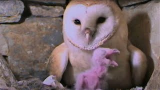 Feeding A Hungry Barn Owl Chick  Five Owl Farm  BBC Earth [upl. by Jimmie]