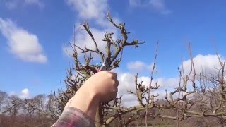 Espalier pear maintainance pruning [upl. by Neff404]