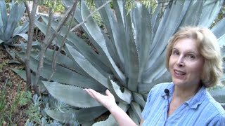 What You MUST Know About Century Plants Agave americana [upl. by Yrennalf]