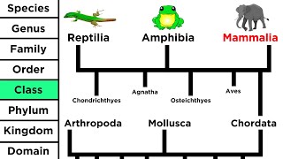 Phylogeny and the Tree of Life [upl. by Prescott432]