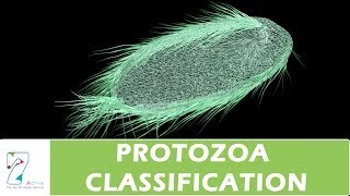 PROTOZOA CLASSIFICATION [upl. by Ellinger987]