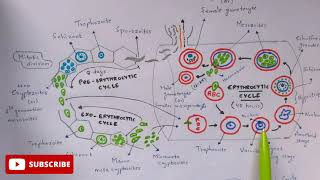 Plasmodium vivax in man phase  Detailed  Step by step  NEET  Bio science [upl. by Alvord103]