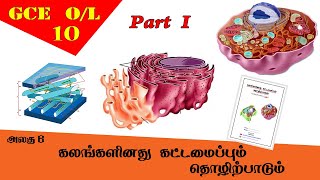 கலம்  Cell structure amp function  Grade 10 Science  GCE OL Tamil Medium [upl. by Ahsile]