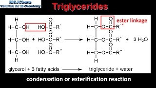 B3 Triglycerides SL [upl. by Biles]