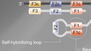 Loop Mediated Isothermal Amplification LAMP Tutorial [upl. by Yks]