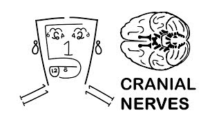 CRANIAL NERVES made easy [upl. by Lebyram]