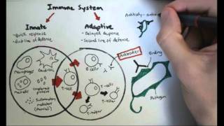 Immunology Overview [upl. by Anitsuga]