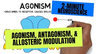 2Minute Neuroscience Agonism Antagonism amp Allosteric Modulation [upl. by Aserehtairam]