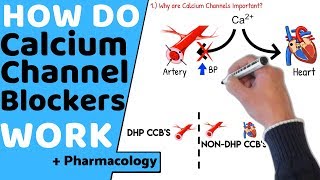 How do Calcium Channel Blockers Work Pharmacology [upl. by Mutat]