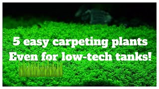 5 Easy LowTech Carpeting Plants For Your No Co2 Aquascape [upl. by Arreik831]