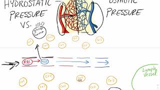 Hydrostatic pressure vs Osmotic pressure in Capillaries [upl. by Henriques544]