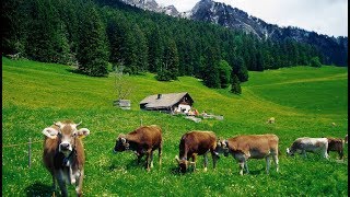 HEIDIDORF  Paisajes de la tierra de Heidi en Maienfeld  Suiza [upl. by Bahe]