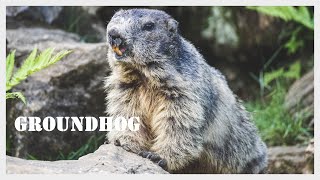 Groundhog screaming  Woodchuck call  Groundhog sound  Whistlepig [upl. by Ok]