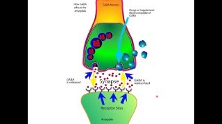 How The Neurotransmitter GABA Works For Anxiety In The Brain [upl. by Mrots]