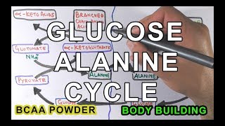 GlucoseAlanine Cycle  Cahill Cycle [upl. by Newnorb]