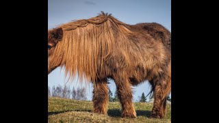 Cushings PPID and Metabolic Syndrome in Horses [upl. by Enelak548]