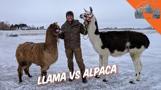 LLAMA VS ALPACA  Ep72  Llama Life [upl. by Aroled]