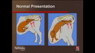 Beef Calving Difficulty  Dr Richard Randle [upl. by Bentley253]