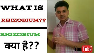 what is rhizobium bacteria  rhizobium बैक्टीरिया क्या है🤔 [upl. by Arteid]