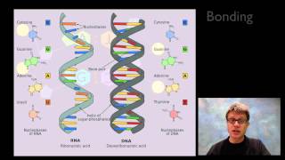 Nucleic Acids [upl. by Ettena]