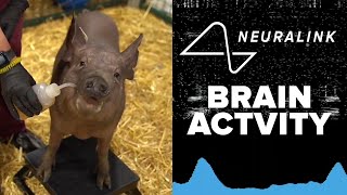 FULL REVEAL Elon Musks Neuralink chip tested live in pig brains [upl. by Yevrah]