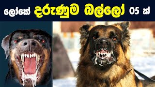 ලොව භයානකම සහ ප්‍රචංඩකාරී බල්ලන් 05 දෙනා මෙන්න  Top 05 Dangerous Dogs in the World  Sinhala [upl. by Jermaine166]