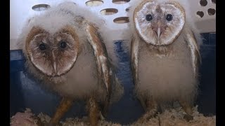 Baby Barn Owls [upl. by Werdnaed]