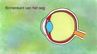 Het oog onderdelen en functies [upl. by Keyser10]