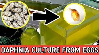 HOW TO HATCH DAPHNIA EGGS  HOW TO CULTURE DAPHNIA [upl. by Macy]