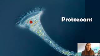 Protozoans [upl. by Toddy]