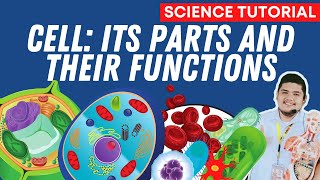 PARTS AND FUNCTIONS OF A CELL SCIENCE 7 QUARTER 2 MODULE 3 [upl. by Ahsatan]