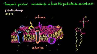 Transporte pasivo y permeabilidad selectiva  Biología  Khan Academy en Español [upl. by Lenaj281]