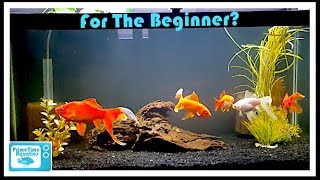 Keeping Goldfish What You Should Know BEFORE Buying Goldfish [upl. by Charlotte]