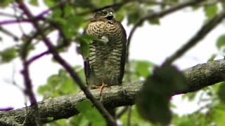 Sparrowhawk Call  What Sound Do Sparrowhawks Make   Birds of Prey [upl. by Aloise]