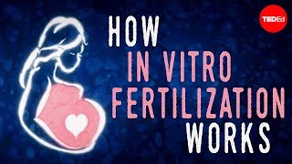 How in vitro fertilization IVF works  Nassim Assefi and Brian A Levine [upl. by Glassman851]