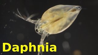 Daphnia [upl. by Ahon894]