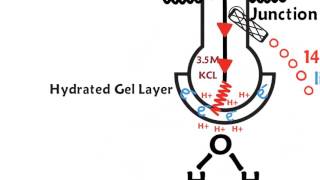 How a pH meter works [upl. by Anerak545]