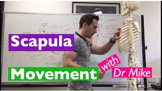 Scapula Movement  Functional Anatomy [upl. by Hartzell]