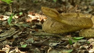 Take a Trip to Brazils Snake Island Home of the Golden Lancehead Pit Viper [upl. by Latsryc]