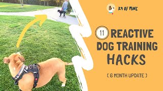 11 Reactive Dog Training Hacks Walking a Dog Who Barks amp Lunges [upl. by Rainger]