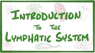 Introduction to the Lymphatic System [upl. by Giuditta]