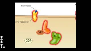 Cholera Toxin Mode of Action [upl. by Philo]