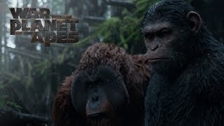 Go Ape  The Fascinating World of Primates  Free Documentary Nature [upl. by Bethel]