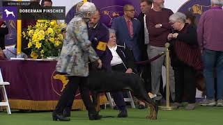 Doberman Pinschers  Breed Judging 2020 [upl. by Helsa]