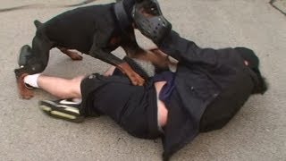 Doberman Attack Training K91com [upl. by Sande117]