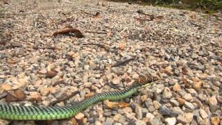 Chrysopelea paradisi  Paradise Tree Snake  One of prettiest Thailand Snakes [upl. by Arabeila389]