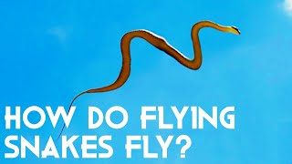 How Do Flying Snakes Fly Unbelievable New Research [upl. by Airdnna]